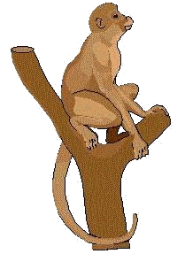 Mono de la especie 'Mono recolector de cocos'
